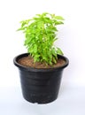 Holy basil Ocimum tenuiflorum L. In a black pot and with a white background Royalty Free Stock Photo